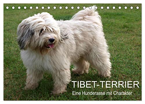 Tibet-Terrier - Eine Hunderasse mit Charakter (Tischkalender 2025 DIN A5 quer), CALVENDO Monatskalender von CALVENDO