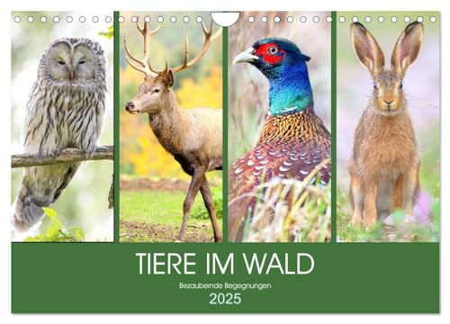 Tiere im Wald. Bezaubernde Begegnungen (Wandkalender 2025 DIN A4 quer), CALVENDO Monatskalender von CALVENDO