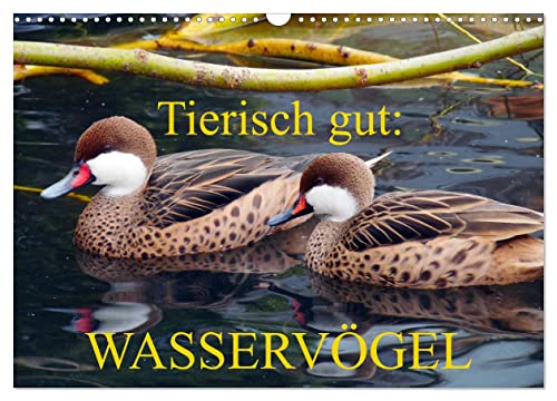 Tierisch gut: Wasservögel (Wandkalender 2025 DIN A3 quer), CALVENDO Monatskalender von CALVENDO