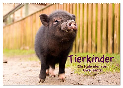 Tierkinder (Wandkalender 2026 DIN A2 quer), CALVENDO Monatskalender von CALVENDO
