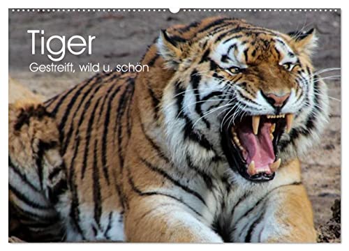 Tiger. Gestreift, wild u. schön (Wandkalender 2025 DIN A2 quer), CALVENDO Monatskalender von CALVENDO