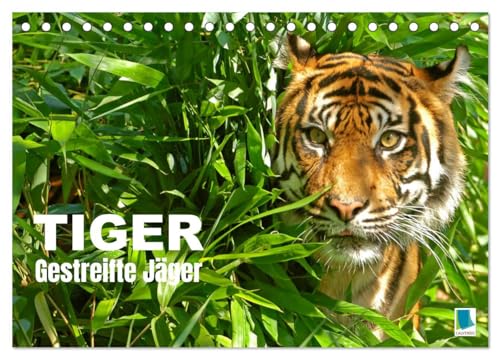 Tiger: Gestreifte Jäger (Tischkalender 2025 DIN A5 quer), CALVENDO Monatskalender von CALVENDO