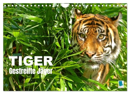 Tiger: Gestreifte Jäger (Wandkalender 2025 DIN A4 quer), CALVENDO Monatskalender von CALVENDO