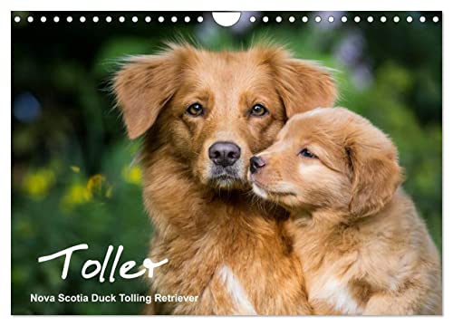 Toller - Nova Scotia Duck Tolling Retriever (Wandkalender 2025 DIN A4 quer), CALVENDO Monatskalender von CALVENDO