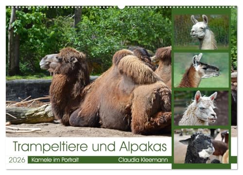 Trampeltiere und Alpakas (Wandkalender 2026 DIN A2 quer), CALVENDO Monatskalender von CALVENDO