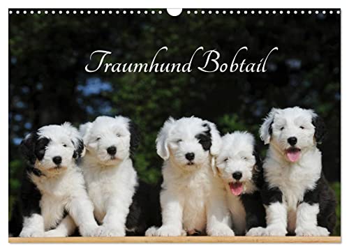 Traumhund Bobtail (Wandkalender 2025 DIN A3 quer), CALVENDO Monatskalender von CALVENDO