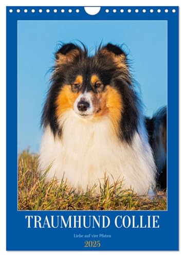 Traumhund Collie - Liebe auf vier Pfoten (Wandkalender 2025 DIN A4 hoch), CALVENDO Monatskalender von CALVENDO