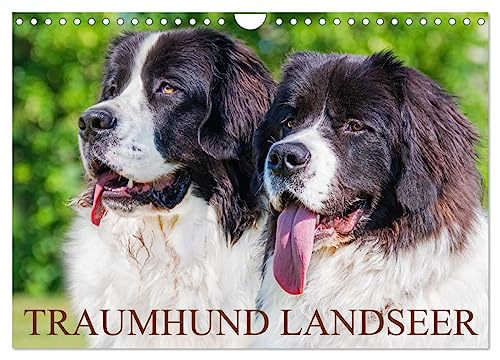 Traumhund Landseer (Wandkalender 2025 DIN A4 quer), CALVENDO Monatskalender: Landseer - diese faszinierenden Hunde präsentiert die Tierfotografin ... in 13 bezaubernden Bildern. (CALVENDO Tiere) von CALVENDO