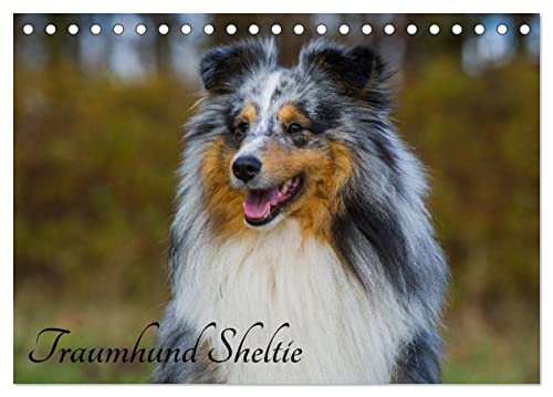 Traumhund Sheltie (Tischkalender 2025 DIN A5 quer), CALVENDO Monatskalender von CALVENDO