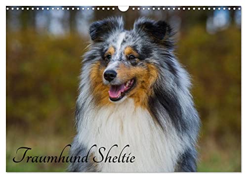 Traumhund Sheltie (Wandkalender 2025 DIN A3 quer), CALVENDO Monatskalender von CALVENDO