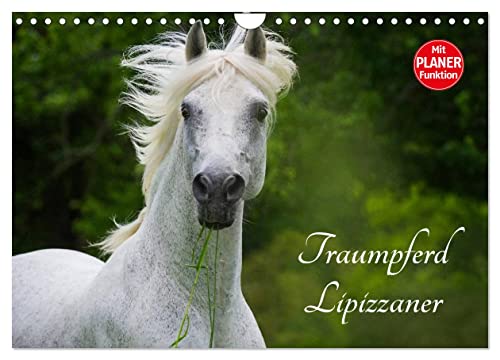 Traumpferd Lipizzaner (Wandkalender 2025 DIN A4 quer), CALVENDO Monatskalender von CALVENDO