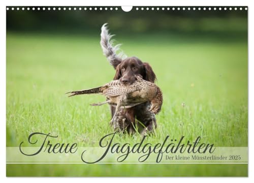 Treue Jagdgefährten Der kleine Münsterländer (Wandkalender 2025 DIN A3 quer), CALVENDO Monatskalender von CALVENDO