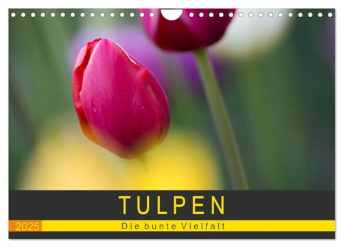 Tulpen - die bunte Vielfalt (Wandkalender 2025 DIN A4 quer), CALVENDO Monatskalender: Tulpen bringen Farbe in unser Leben - und das nicht zu knapp. ... in Szene gesetzte Motive (CALVENDO Natur) von Calvendo