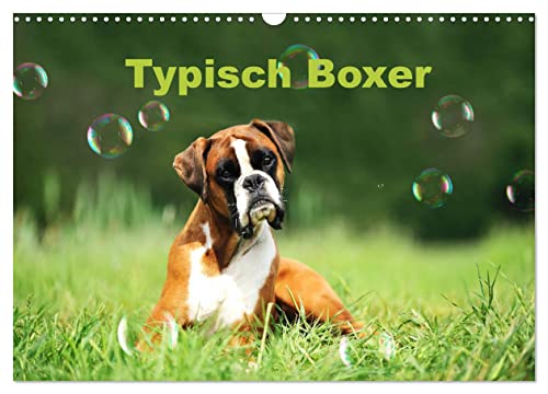 Typisch Boxer (Wandkalender 2025 DIN A3 quer), CALVENDO Monatskalender von CALVENDO