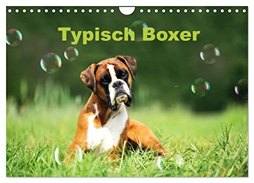 Typisch Boxer (Wandkalender 2025 DIN A4 quer), CALVENDO Monatskalender von CALVENDO