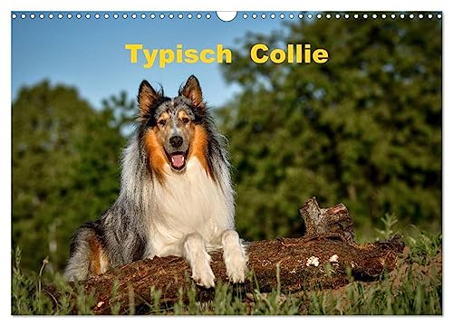 Typisch Collie (Wandkalender 2025 DIN A3 quer), CALVENDO Monatskalender von CALVENDO
