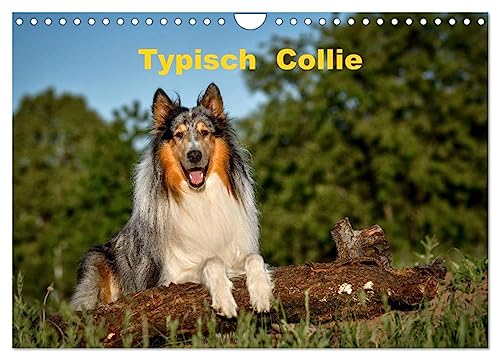 Typisch Collie (Wandkalender 2025 DIN A4 quer), CALVENDO Monatskalender von CALVENDO