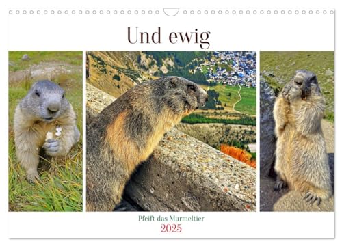 Und ewig pfeift das Murmeltier (Wandkalender 2025 DIN A3 quer), CALVENDO Monatskalender von CALVENDO