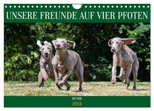Unsere Freunde auf vier Pfoten - Hunde (Wandkalender 2024 DIN A4 quer), CALVENDO Monatskalender
