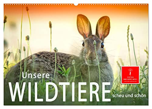 Unsere Wildtiere - scheu und schön (Wandkalender 2025 DIN A2 quer), CALVENDO Monatskalender von CALVENDO
