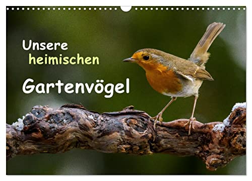 Unsere heimischen Gartenvögel (Wandkalender 2025 DIN A3 quer), CALVENDO Monatskalender von CALVENDO