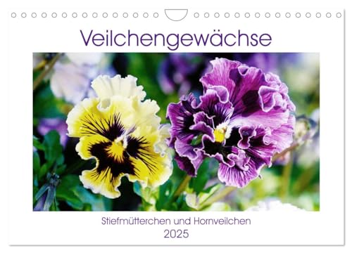 Veilchengewächse - Stiefmütterchen und Hornveilchen (Wandkalender 2025 DIN A4 quer), CALVENDO Monatskalender von CALVENDO