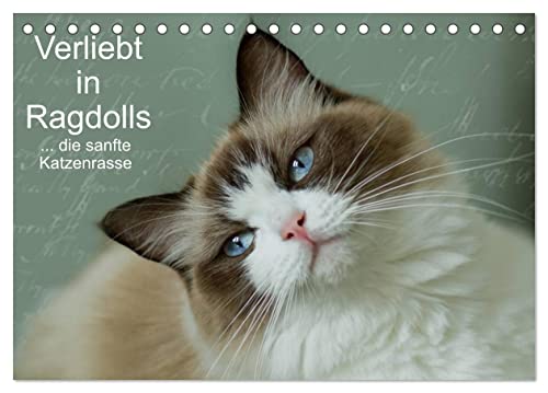 Verliebt in Ragdolls ... die sanfte Katzenrasse (Tischkalender 2026 DIN A5 quer), CALVENDO Monatskalender von CALVENDO