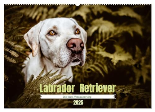 Verzauberung Labrador Retriever 2025 (Wandkalender 2025 DIN A2 quer), CALVENDO Monatskalender von CALVENDO