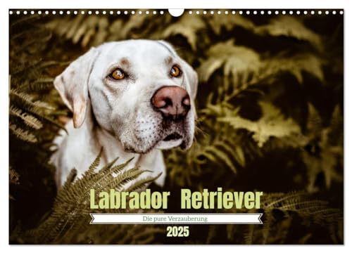 Verzauberung Labrador Retriever 2025 (Wandkalender 2025 DIN A3 quer), CALVENDO Monatskalender von CALVENDO