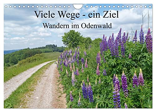 Viele Wege - ein Ziel Wandern im Odenwald (Wandkalender 2025 DIN A4 quer), CALVENDO Monatskalender von CALVENDO
