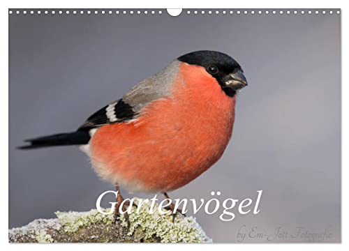 Vögel aus dem Garten (Wandkalender 2025 DIN A3 quer), CALVENDO Monatskalender von CALVENDO
