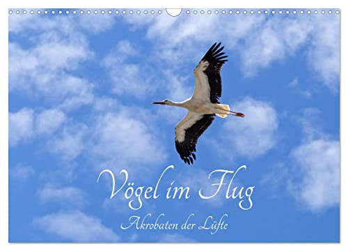 Vögel im Flug - Akrobaten der Lüfte (Wandkalender 2025 DIN A3 quer), CALVENDO Monatskalender: Vögel fliegen in sämtlichen Kontinenten. (CALVENDO Tiere) von Calvendo