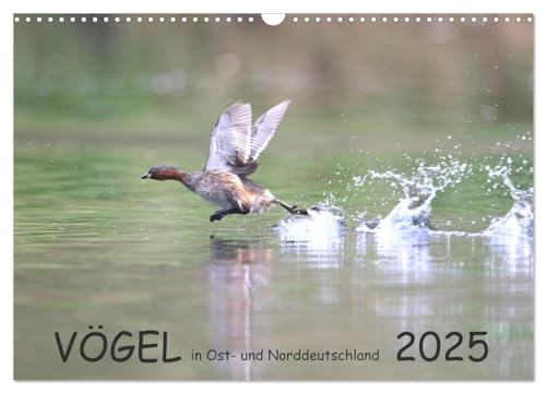 Vögel in Ost- und Norddeutschland 2025 (Wandkalender 2025 DIN A3 quer), CALVENDO Monatskalender: Bekannte und weniger bekannte Vögel von Berlin bis ... und von Frühjahr bis Winter (CALVENDO Tiere) von CALVENDO