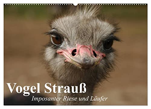 Vogel Strauß. Imposanter Riese und Läufer (Wandkalender 2025 DIN A2 quer), CALVENDO Monatskalender von CALVENDO