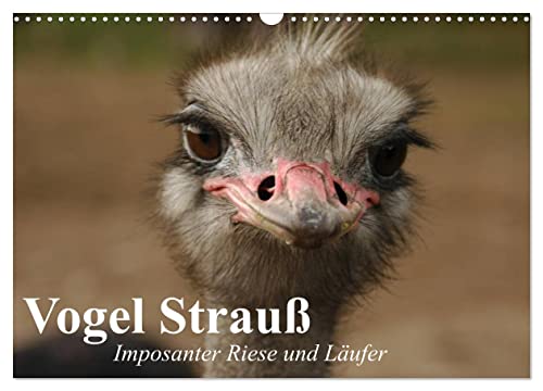 Vogel Strauß. Imposanter Riese und Läufer (Wandkalender 2025 DIN A3 quer), CALVENDO Monatskalender von CALVENDO
