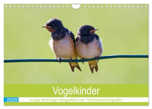 Vogelkinder - Junge Wildvögel (Wandkalender 2025 DIN A4 quer), CALVENDO Monatskalender von CALVENDO