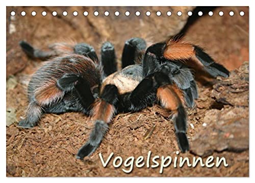 Vogelspinnen (Tischkalender 2025 DIN A5 quer), CALVENDO Monatskalender von CALVENDO