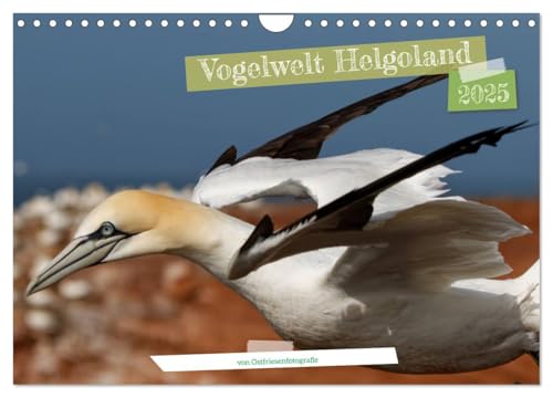 Vogelwelt Helgoland - von Ostfriesenfotografie (Wandkalender 2025 DIN A4 quer), CALVENDO Monatskalender von CALVENDO