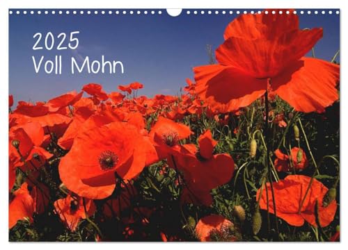 Voll Mohn (Wandkalender 2025 DIN A3 quer), CALVENDO Monatskalender von CALVENDO