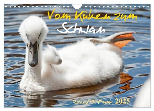 Vom Küken zum Schwan (Wandkalender 2025 DIN A4 quer), CALVENDO Monatskalender von CALVENDO