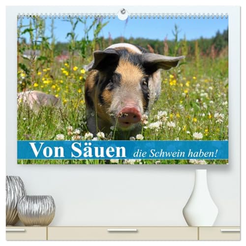 Von Säuen die Schwein haben! (hochwertiger Premium Wandkalender 2026 DIN A2 quer), Kunstdruck in Hochglanz: So glücklich sollten alle Schweine leben können (CALVENDO Tiere) von Calvendo