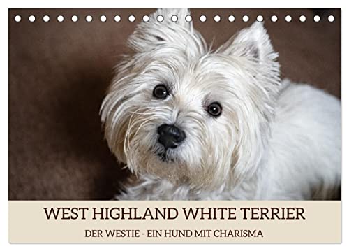 WEST HIGHLAND WHITE TERRIER - DER WESTIE - EIN HUND MIT CHARISMA (Tischkalender 2025 DIN A5 quer), CALVENDO Monatskalender von CALVENDO