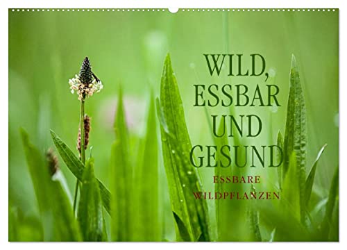 WILD, ESSBAR UND GESUND Essbare Wildpflanzen (Wandkalender 2025 DIN A2 quer), CALVENDO Monatskalender von CALVENDO