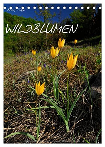 WILDBLUMEN (Tischkalender 2025 DIN A5 hoch), CALVENDO Monatskalender von CALVENDO