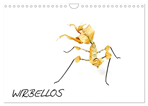 WIRBELLOS (Wandkalender 2025 DIN A4 quer), CALVENDO Monatskalender von CALVENDO