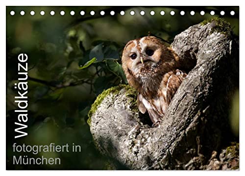 Waldkäuze, fotografiert in München (Tischkalender 2026 DIN A5 quer), CALVENDO Monatskalender von CALVENDO