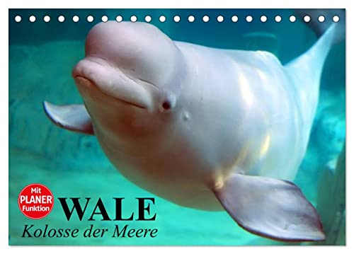Wale. Kolosse der Meere (Tischkalender 2026 DIN A5 quer), CALVENDO Monatskalender: Die geheimnisvollen Riesen der Meere (CALVENDO Tiere) von Calvendo