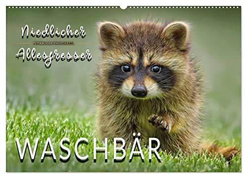 Waschbär - Niedlicher Allesfresser (Wandkalender 2025 DIN A2 quer), CALVENDO Monatskalender von CALVENDO