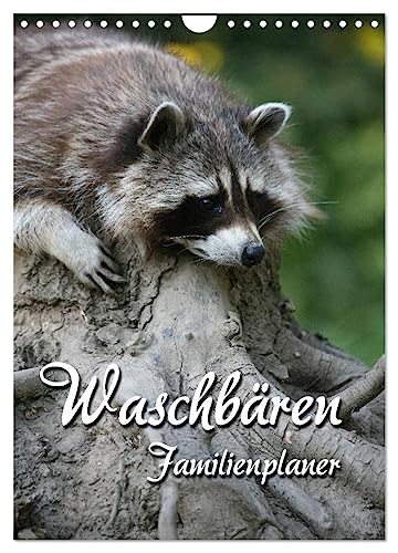 Waschbären Familienplaner (Wandkalender 2025 DIN A4 hoch), CALVENDO Monatskalender von CALVENDO