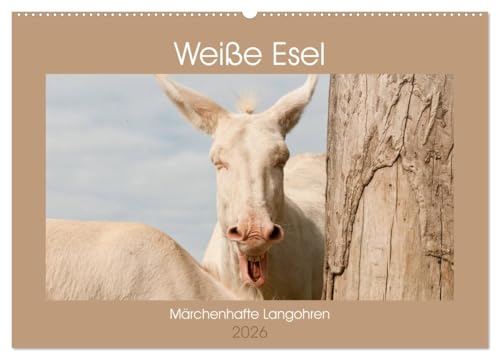 Weiße Esel - Märchenhafte Langohren (Wandkalender 2026 DIN A2 quer), CALVENDO Monatskalender von CALVENDO